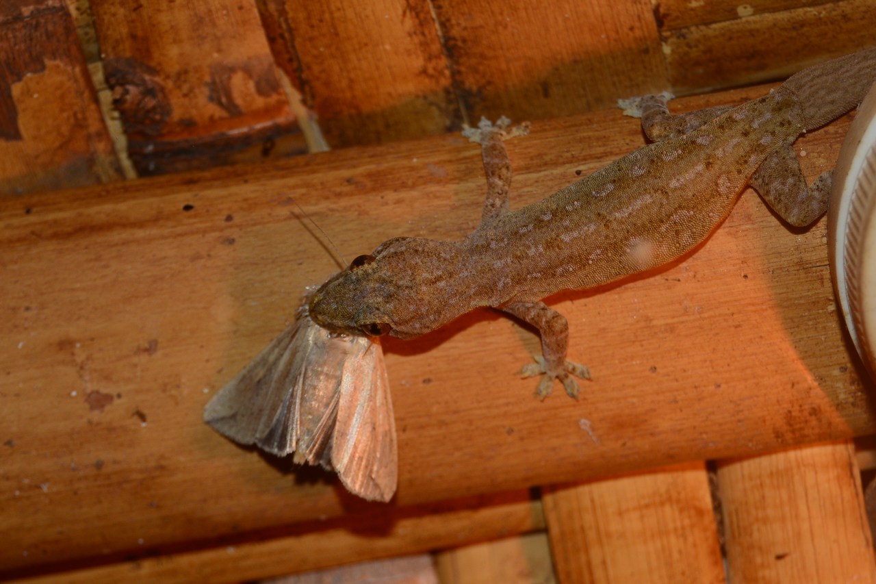 Hemidactylus frenatus